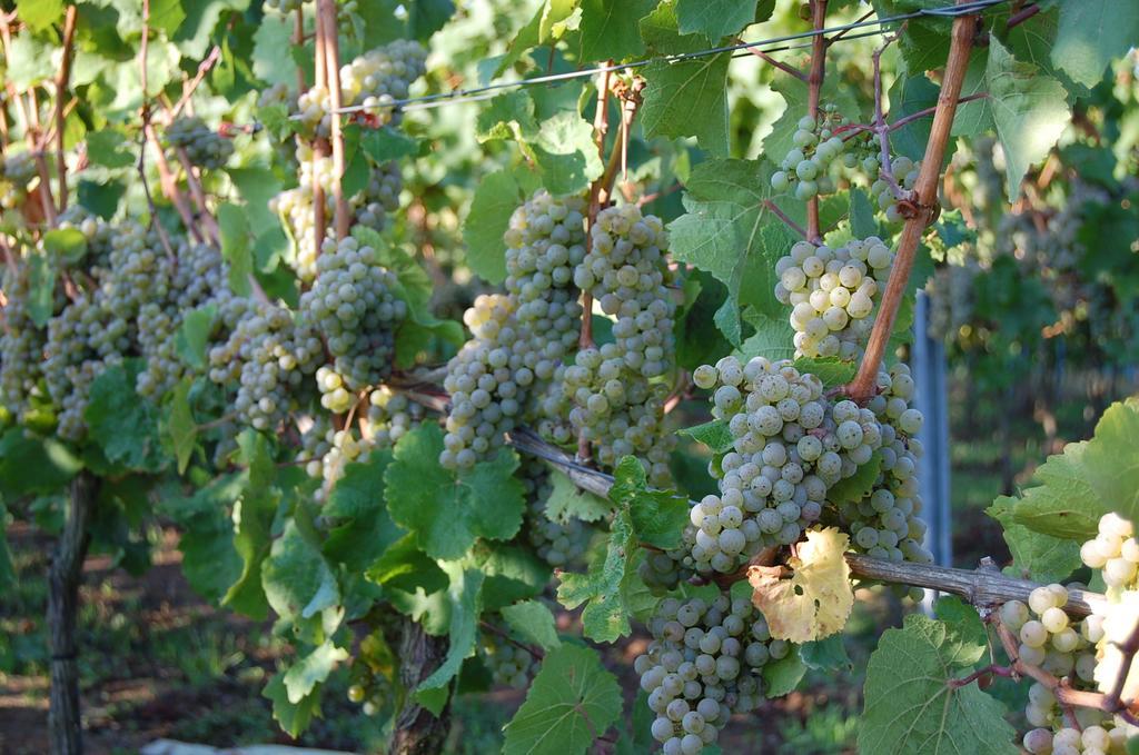 Gasthof Heinrichs Winery Langenlonsheim